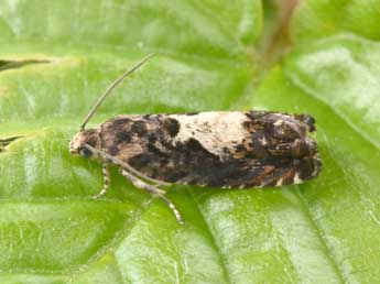 Pammene albuginana Gn. adulte - �Philippe Mothiron