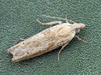 Eucosma albuneana Z. adulte - �Daniel Morel