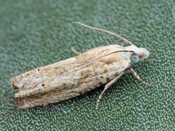 Eucosma albuneana Z. adulte - �Daniel Morel