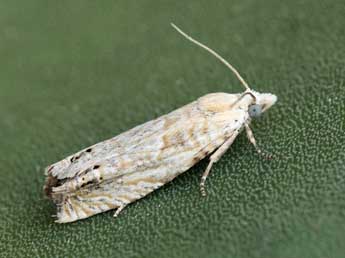 Eucosma albuneana Z. adulte - �Daniel Morel
