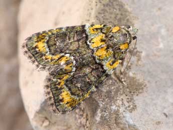 Cryphia algae F. adulte - �Philippe Mothiron