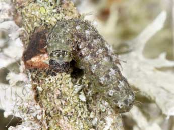  Chenille de Cryphia algae F. - �Philippe Mothiron