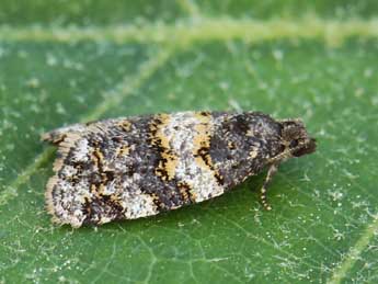 Paramesia alhamana Schmidt adulte - �Lionel Taurand