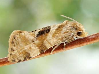 Gynnidomorpha alismana Rag. adulte - �Friedmar Graf