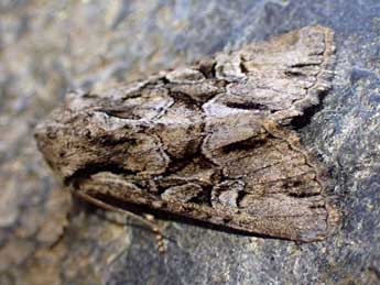 Apamea alpigena Bsdv. adulte - �Dave Grundy