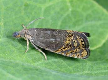 Dichrorampha alpigenana Hein. adulte - �Michel Billard