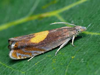 Dichrorampha alpinana Tr. adulte - �Patrick Clement