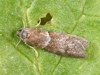 Tortricodes alternella D. & S. adulte - �Philippe Mothiron