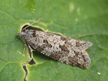 Cnephasia alticolana H.-S. adulte - �Lionel Taurand