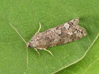 Cnephasia alticolana H.-S. adulte - �Philippe Mothiron