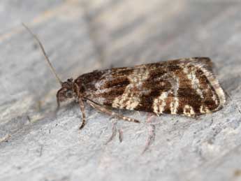 Aterpia anderreggana Gn. adulte - �J�rg Schmid