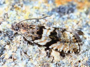 Aterpia anderreggana Gn. adulte - �Michel Billard