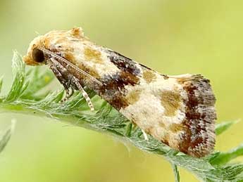 Eupoecilia angustana Hb. adulte - �Philippe Mottet