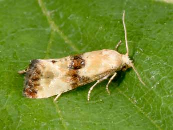 Eupoecilia angustana Hb. adulte - �Philippe Mothiron