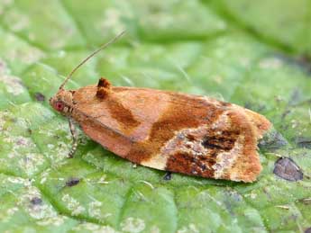 Ditula angustiorana Hw. adulte - �Lionel Taurand