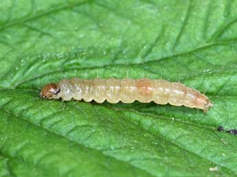  Chenille de Ditula angustiorana Hw. - �Patrick Clement