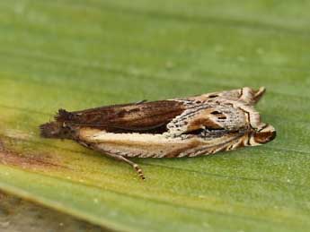 Ancylis apicella D. & S. adulte - �Lionel Taurand