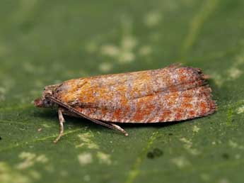 Argyroploce arbutella L. adulte - �Lionel Taurand