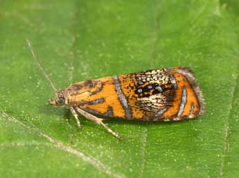 Olethreutes arcuella Cl. adulte - �Philippe Mothiron