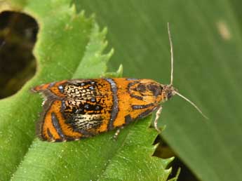 Olethreutes arcuella Cl. adulte - �Philippe Mothiron