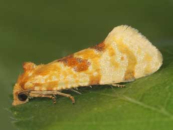 Aethes ardezana M�ll.-Rtz adulte - �J�rg Schmid