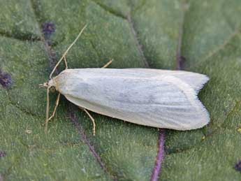 Eana argentana Cl. adulte - �Lionel Taurand