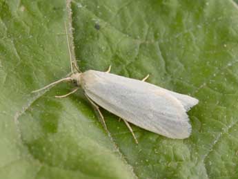 Eana argentana Cl. adulte - �Philippe Mothiron