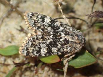 Polymixis argillaceago Hb. adulte - �Olivier Vannucci