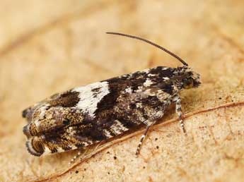 Pammene argyrana Hb. adulte - �Lionel Taurand