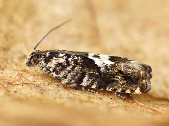 Pammene argyrana Hb. adulte - �Lionel Taurand