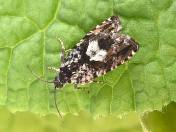 Pammene argyrana Hb. adulte - �Philippe Mothiron