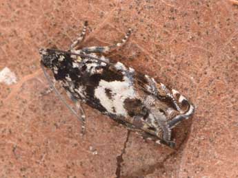 Pammene argyrana Hb. adulte - �Philippe Mothiron