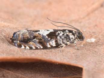 Pammene argyrana Hb. adulte - �Philippe Mothiron