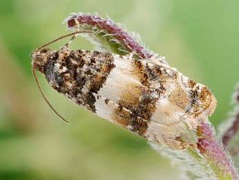 Lobesia artemisiana Z. adulte - �Friedmar Graf