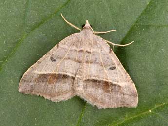 Macaria artesiaria D. & S. adulte - �Philippe Mothiron