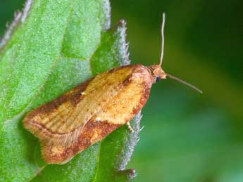 Acleris aspersana Hb. adulte - �Patrick Clement