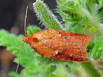 Acleris aspersana Hb. adulte - �Friedmar Graf