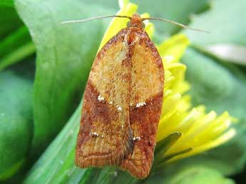 Acleris aspersana Hb. adulte - �Friedmar Graf