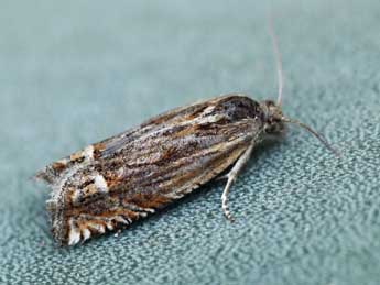 Eucosma aspidiscana Hb. adulte - �Daniel Morel