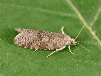 Cnephasia asseclana D. & S. adulte - �Philippe Mothiron