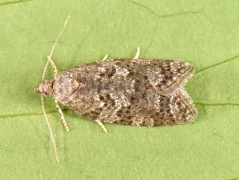 Cnephasia asseclana D. & S. adulte - �Philippe Mothiron