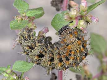  Chenille de Vanessa atalanta L. - �Dominique Halleux