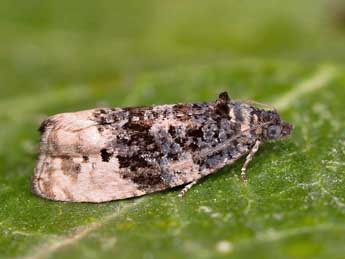 Metendothenia atropunctana Zett. adulte - �Lionel Taurand