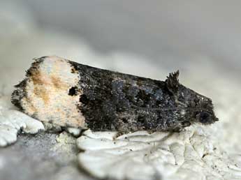 Metendothenia atropunctana Zett. adulte - �Dominique Halleux