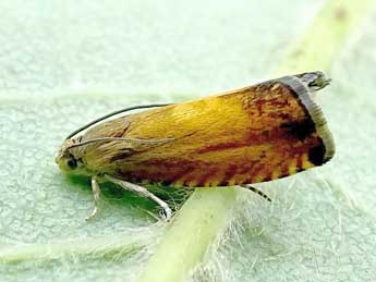 Pammene aurita Raz. adulte - �Philippe Mottet