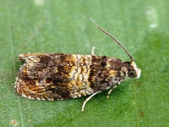 Celypha aurofasciana Hw. adulte - �Nicole Lepertel