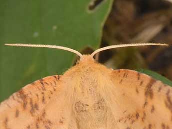 Ennomos autumnaria Wernb. adulte - �Philippe Mothiron