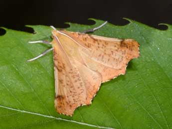 Ennomos autumnaria Wernb. adulte - �Philippe Mothiron