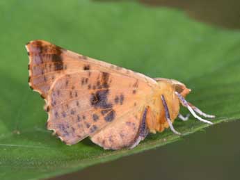 Ennomos autumnaria Wernb. adulte - �Philippe Mothiron