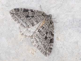 Epirrita autumnata Bkh. adulte - �Philippe Mothiron